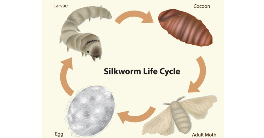 Cacoon or Cocoon: Meaning, Spelling, and Differences
