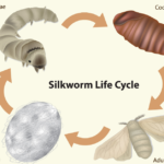 Cacoon or Cocoon: Meaning, Spelling, and Differences
